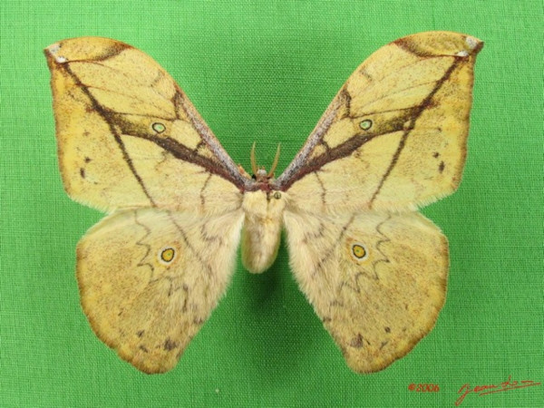 /filer/webapps/moths/media/images/G/gemmifera_Pselaphelia_AF_Albert.jpg