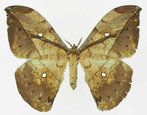 /filer/webapps/moths/media/images/G/gemmifera_Pselaphelia_AF_Basquin_01a.jpg
