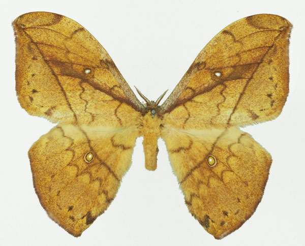 /filer/webapps/moths/media/images/G/gemmifera_Pselaphelia_AF_Basquin_02a.jpg