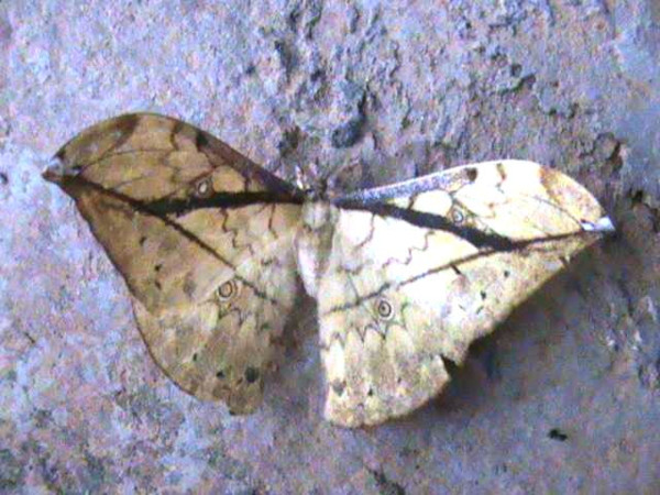 /filer/webapps/moths/media/images/G/gemmifera_Pselaphelia_A_Guyonnet.jpg