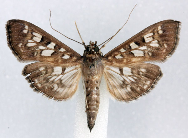 /filer/webapps/moths/media/images/G/gemmiferalis_Pyrausta_AM_Agassiz.jpg