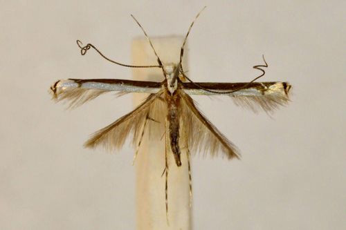 /filer/webapps/moths/media/images/G/gemoniella_Eteoryctis_A_BMNH(E)-1324989.jpg