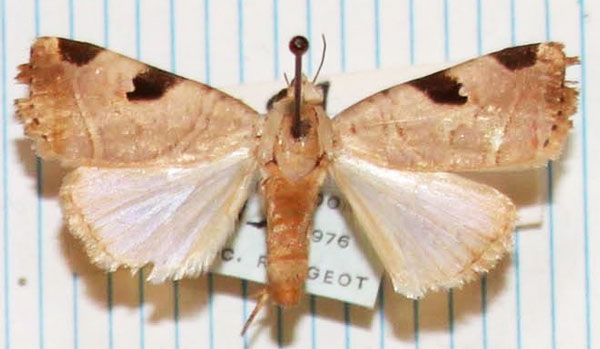 /filer/webapps/moths/media/images/G/genovefae_Oglasa_AM_MNHN.jpg