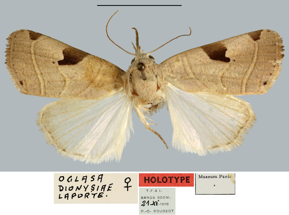 /filer/webapps/moths/media/images/G/genovefae_Oglasa_HT_MNHN.jpg