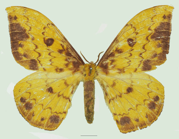 /filer/webapps/moths/media/images/G/genoviefae_Tagoropsis_AF_Basquin_01a.jpg