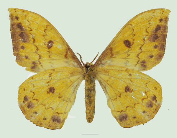 /filer/webapps/moths/media/images/G/genoviefae_Tagoropsis_AF_Basquin_01b.jpg