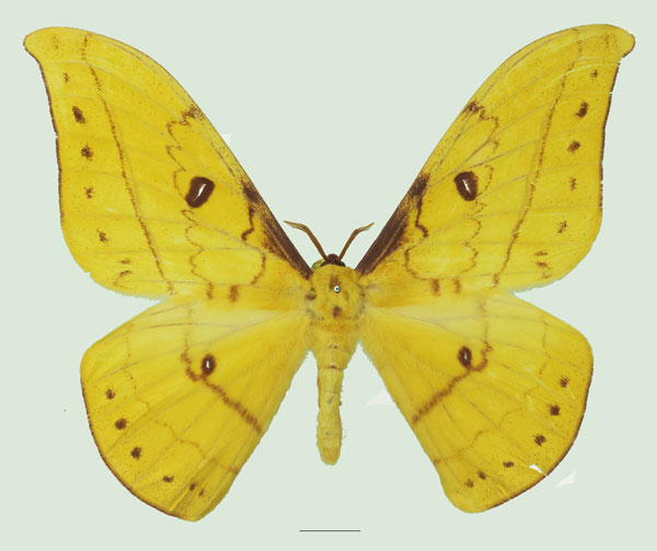 /filer/webapps/moths/media/images/G/genoviefae_Tagoropsis_AM_Basquin_02a.jpg