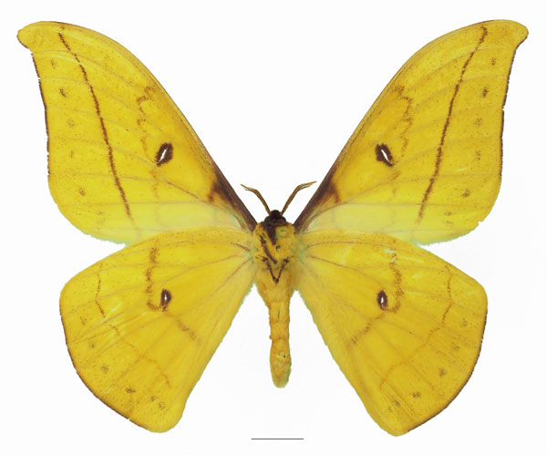 /filer/webapps/moths/media/images/G/genoviefae_Tagoropsis_AM_Basquin_02b.jpg