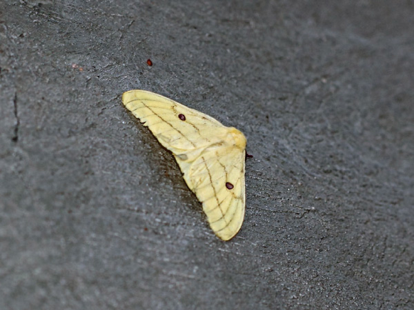 /filer/webapps/moths/media/images/G/genoviefae_Tagoropsis_A_Voaden.jpg