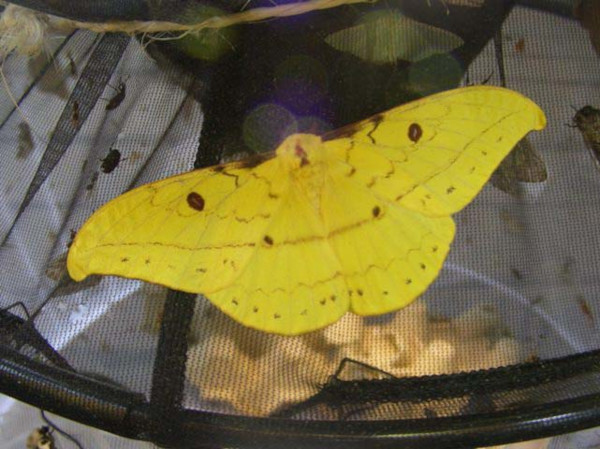 /filer/webapps/moths/media/images/G/genoviefae_Tagoropsis_A_Waring.jpg