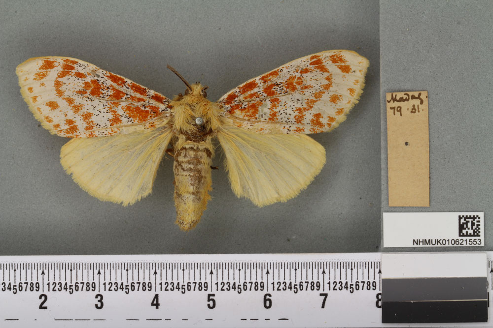 /filer/webapps/moths/media/images/G/gentilis_Dasychira_HT_BMNHa.jpg