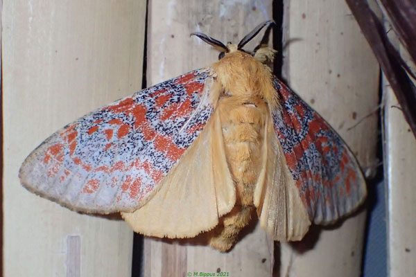 /filer/webapps/moths/media/images/G/gentilis_Mpanjaka_AM_Bippus.jpg