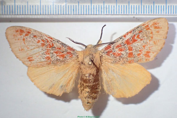 /filer/webapps/moths/media/images/G/gentilis_Mpanjaka_AM_Bippus_01.jpg