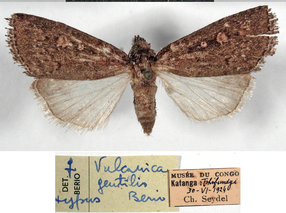 /filer/webapps/moths/media/images/G/gentilis_Vulcanica_HT_MSNM.jpg