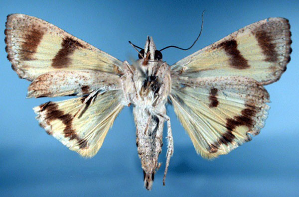 /filer/webapps/moths/media/images/G/genuina_Hyblaea_HT_SNHM_02.jpg