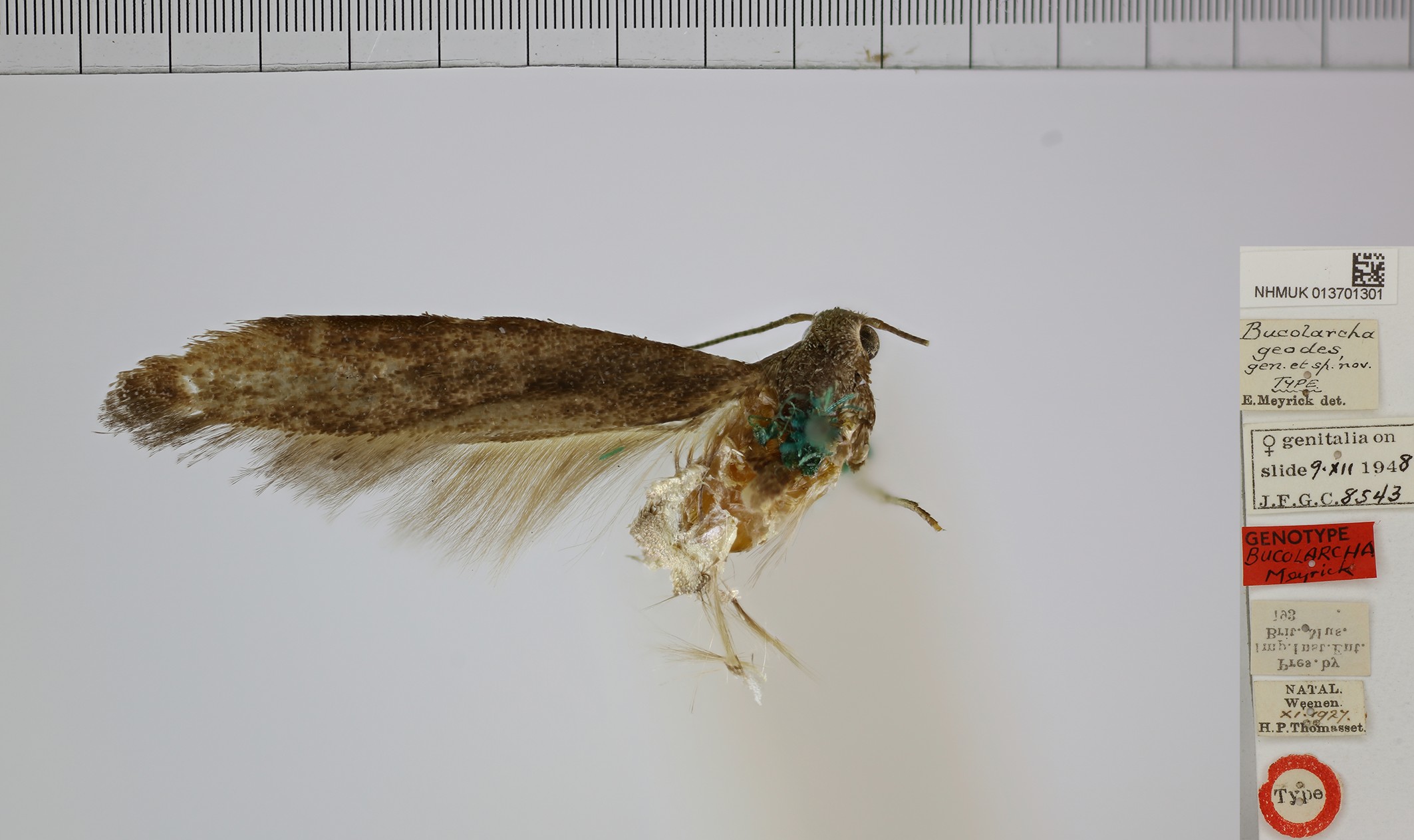 /filer/webapps/moths/media/images/G/geodes_Bucolarcha_FHT_NHMUK.jpg