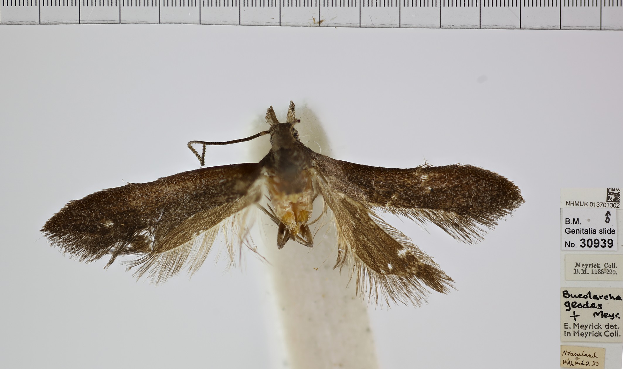 /filer/webapps/moths/media/images/G/geodes_Mesophleps_MA_NHMUK.jpg