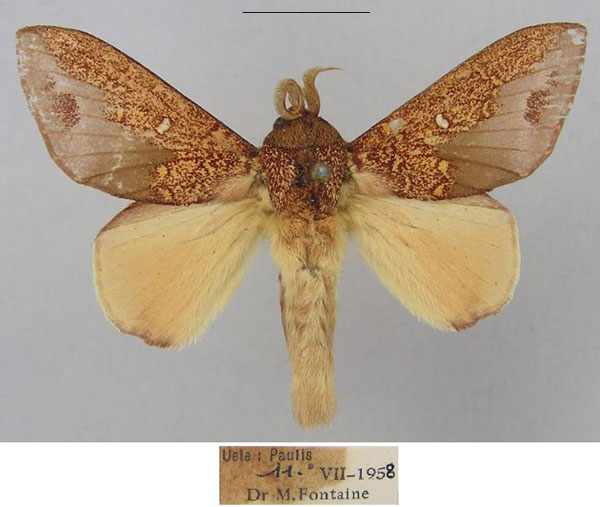 /filer/webapps/moths/media/images/G/geoffreygutmani_Hypotrabala_HT_RMCA.jpg