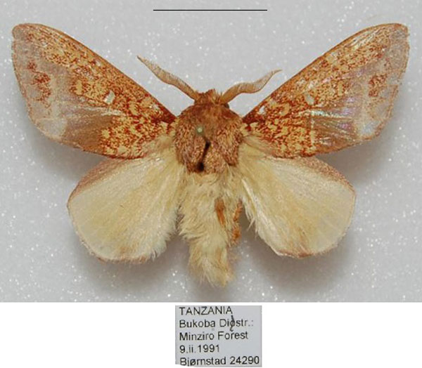 /filer/webapps/moths/media/images/G/geoffreygutmani_Hypotrabala_PTM_NHMO.jpg