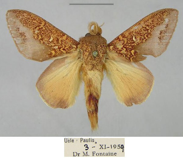 /filer/webapps/moths/media/images/G/geoffreygutmani_Hypotrabala_PTM_RMCA_01.jpg