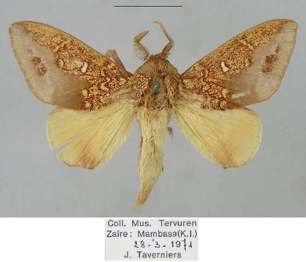 /filer/webapps/moths/media/images/G/geoffreygutmani_Hypotrabala_PTM_RMCA_02.jpg