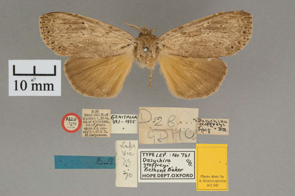 /filer/webapps/moths/media/images/G/geoffreyi_Dasychira_AT_OUMNH_01.jpg