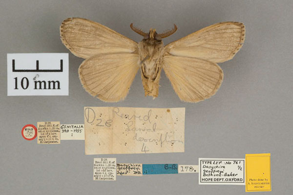 /filer/webapps/moths/media/images/G/geoffreyi_Dasychira_ST_OUMNH_02.jpg
