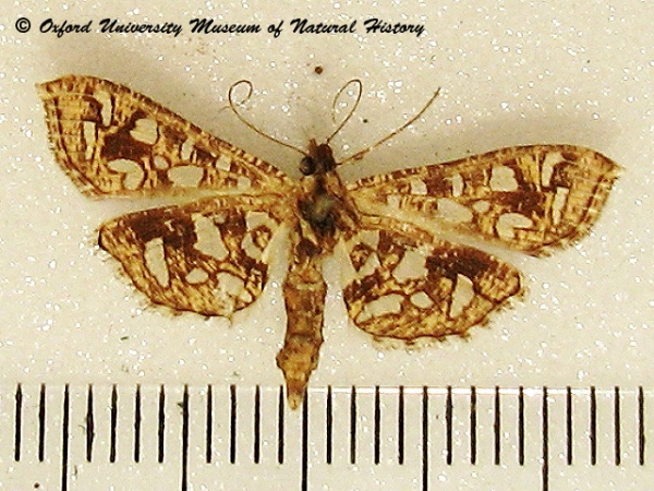 /filer/webapps/moths/media/images/G/geometralis_Nausinoe_A_OUMNH.jpg
