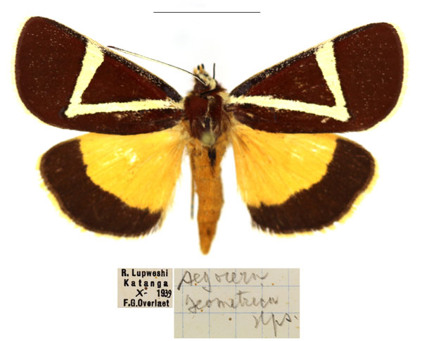 /filer/webapps/moths/media/images/G/geometrica_Aegocera_AM_RBINS_01.jpg