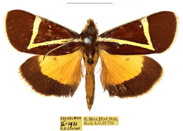 /filer/webapps/moths/media/images/G/geometrica_Aegocera_AM_RBINS_02.jpg