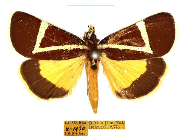 /filer/webapps/moths/media/images/G/geometrica_Aegocera_AM_RBINS_03.jpg