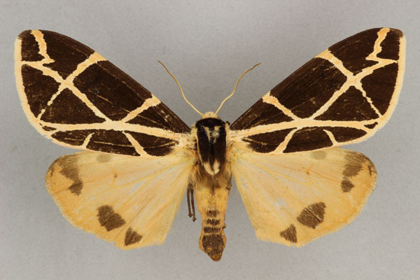 /filer/webapps/moths/media/images/G/geometrica_Seydelia_AF_BMNH.jpg