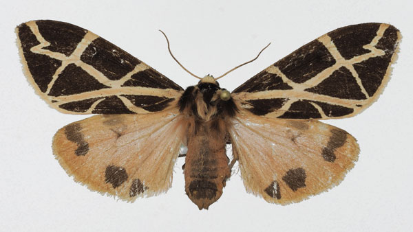 /filer/webapps/moths/media/images/G/geometrica_Seydelia_AF_Basquin.jpg