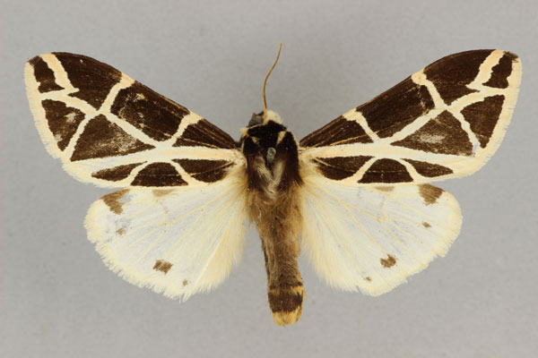 /filer/webapps/moths/media/images/G/geometrica_Seydelia_AM_BMNH.jpg