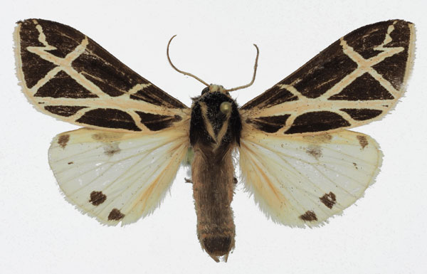 /filer/webapps/moths/media/images/G/geometrica_Seydelia_AM_Basquin.jpg