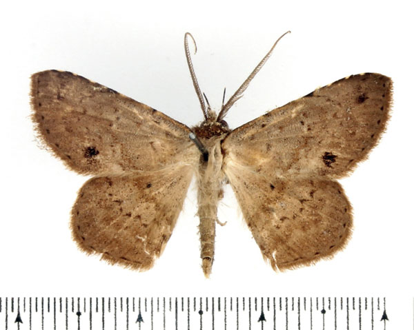 /filer/webapps/moths/media/images/G/geometriformis_Biareolifera_AM_BMNH.jpg