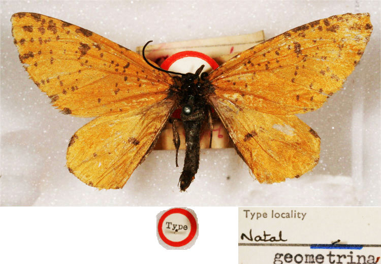 /filer/webapps/moths/media/images/G/geometrina_Diptychis_HT_BMNH.jpg