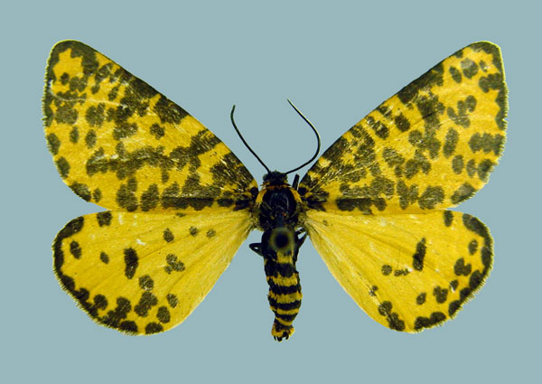 /filer/webapps/moths/media/images/G/geometrina_Zerenopsis_AF_Staude.jpg