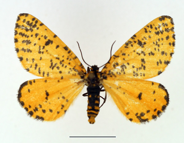 /filer/webapps/moths/media/images/G/geometrina_Zerenopsis_AF_TMSA.jpg
