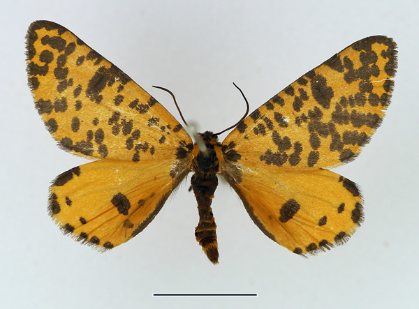 /filer/webapps/moths/media/images/G/geometrina_Zerenopsis_AM_TMSA.jpg