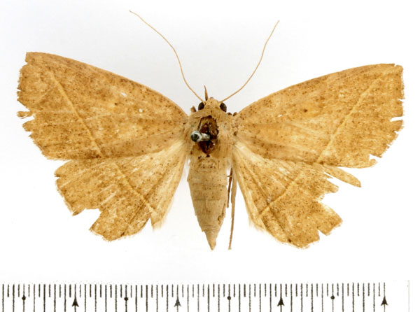 /filer/webapps/moths/media/images/G/geometroides_Ugia_AF_BMNH.jpg
