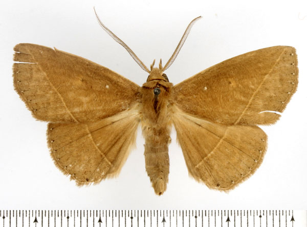/filer/webapps/moths/media/images/G/geometroides_Ugia_AM_BMNH.jpg