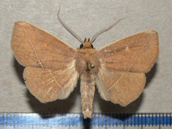 /filer/webapps/moths/media/images/G/geometroides_Ugia_A_Goffa_01.jpg