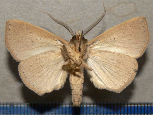 /filer/webapps/moths/media/images/G/geometroides_Ugia_A_Goffb_01.jpg