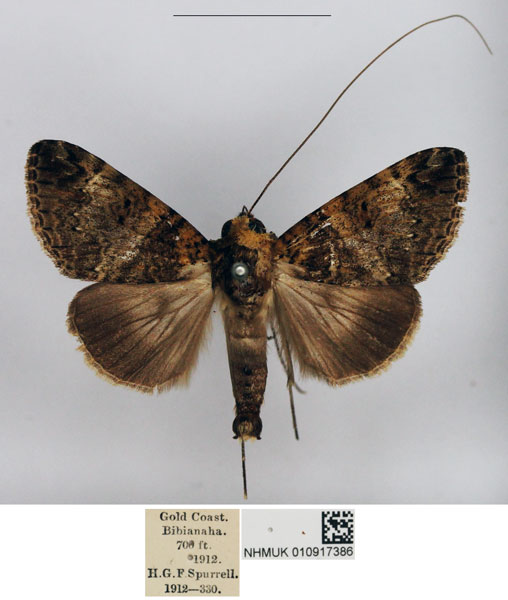/filer/webapps/moths/media/images/G/geometroptera_Gigantoceras_AM_NHMUK.jpg
