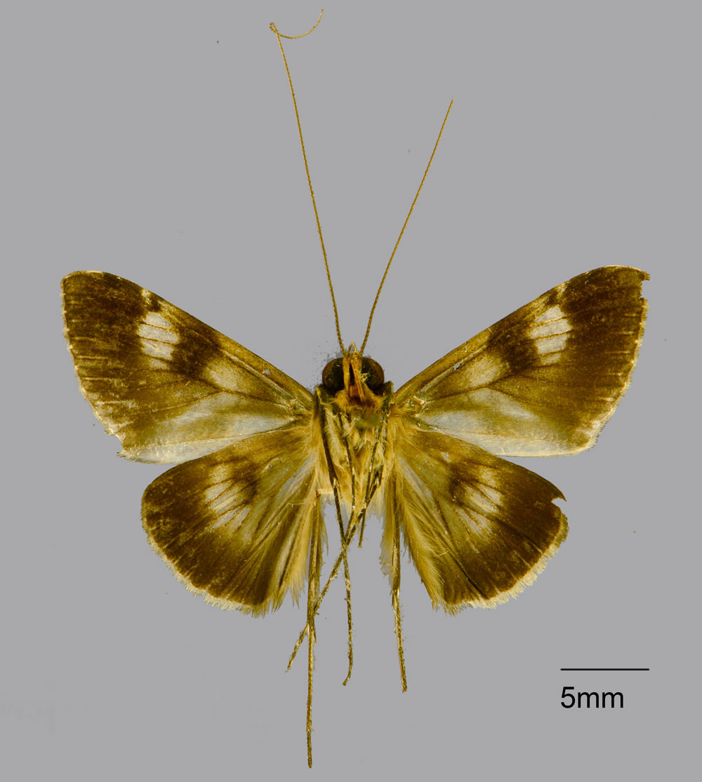 /filer/webapps/moths/media/images/G/geometroptera_Gigantoceras_HT_CMPb.jpg