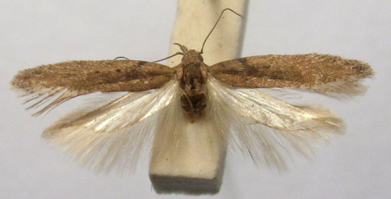 /filer/webapps/moths/media/images/G/geomicta_Phthorimaea_HT_BMNH.jpg