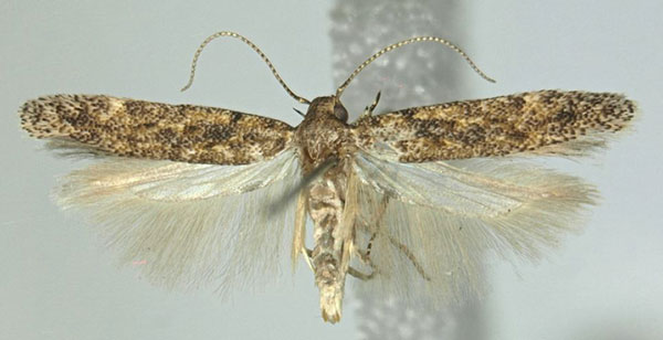 /filer/webapps/moths/media/images/G/geomicta_Scrobipalpa_AM_ZMHB.jpg