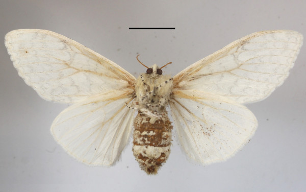 /filer/webapps/moths/media/images/G/georgiana_Eudasychira_AF_MGCLb_02.jpg