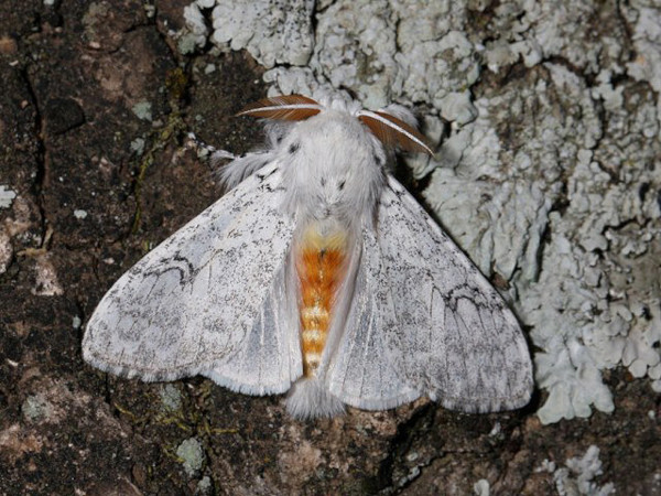 /filer/webapps/moths/media/images/G/georgiana_Eudasychira_AM_Bruce-Jones.jpg